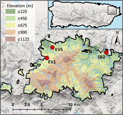 Trade-Offs in Phosphorus Acquisition Strategies of Five Common Tree Species in a Tropical Forest of Puerto Rico